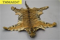 藏品(爪哇虎皮)的圖片